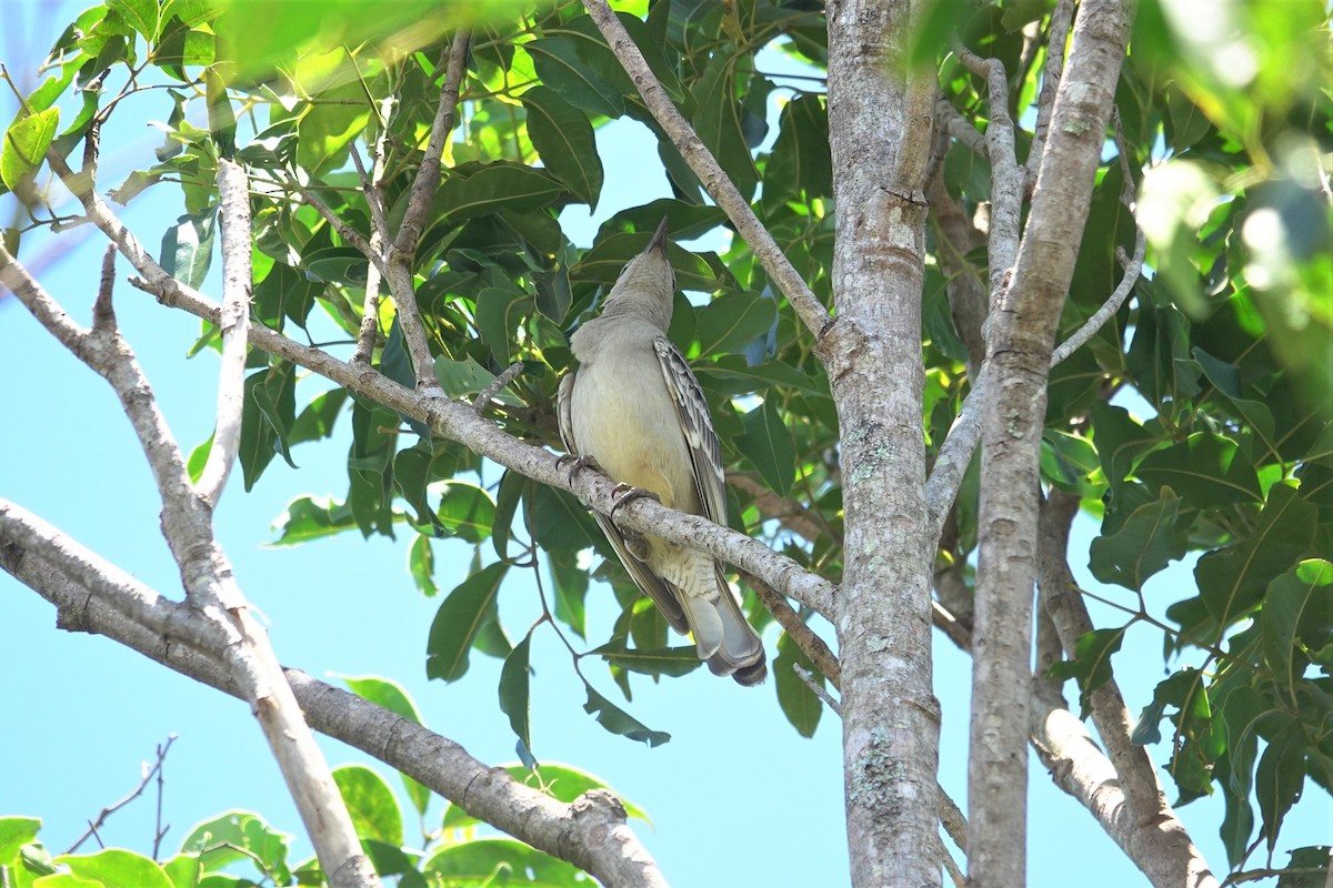 Great Bowerbird - ML623933437