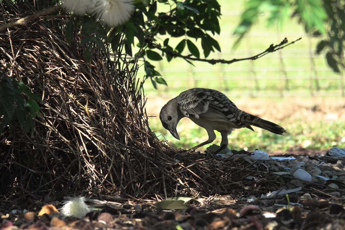 Great Bowerbird - ML623933438