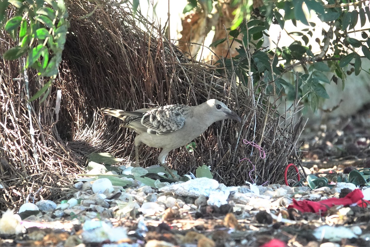 Great Bowerbird - ML623933439