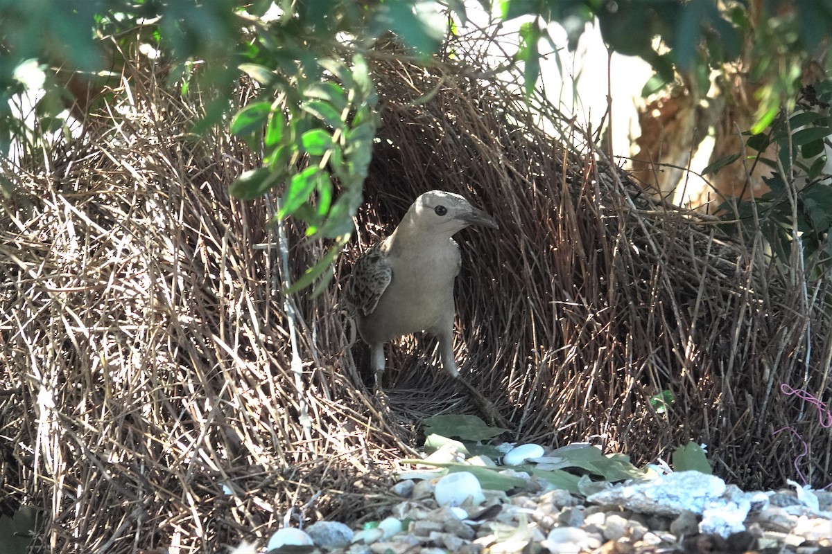 Great Bowerbird - Cynthia Su