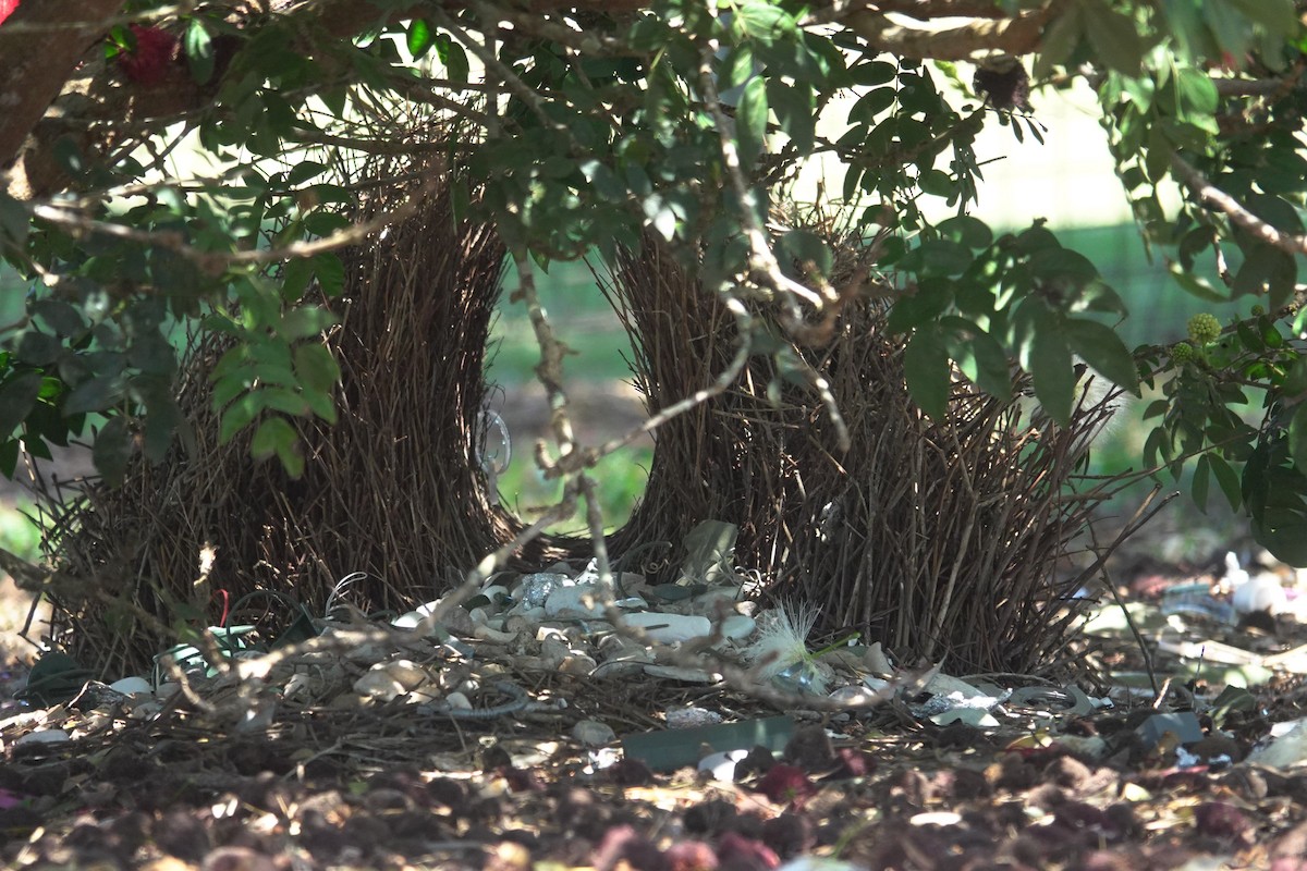 Great Bowerbird - ML623933441