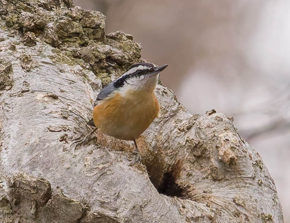 Red-breasted Nuthatch - ML623933452