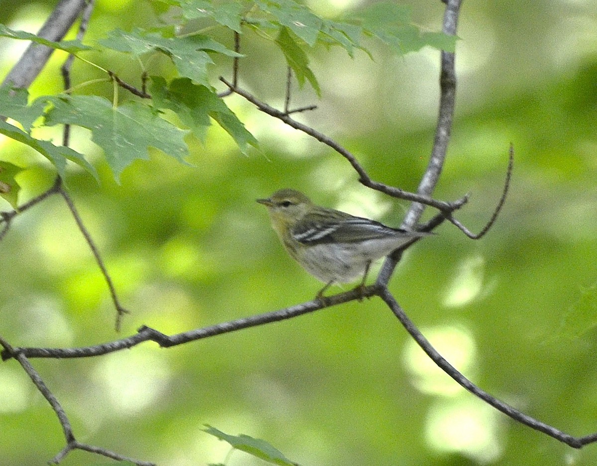 Blackpoll Warbler - ML623933460