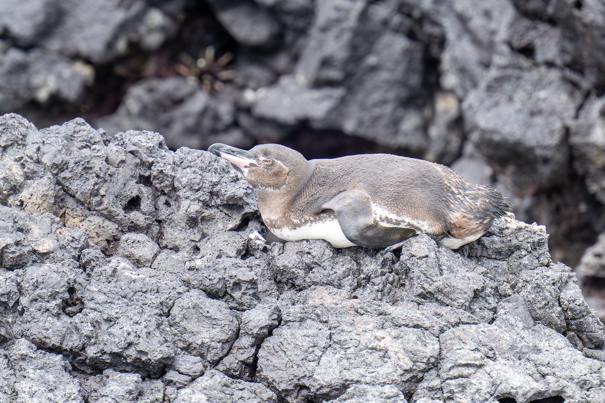 Galapagos Penguin - ML623933470