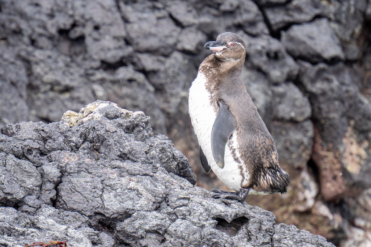 Galapagos Penguin - ML623933478