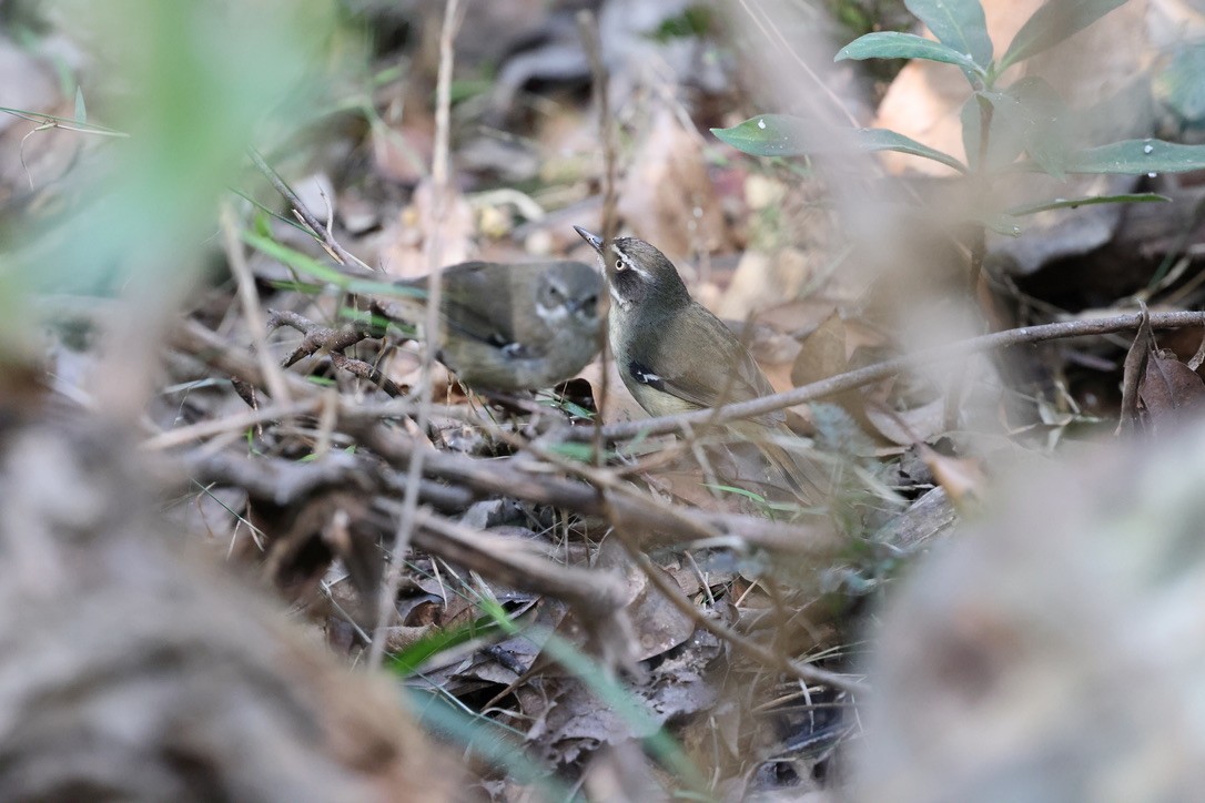 White-browed Scrubwren - ML623933513