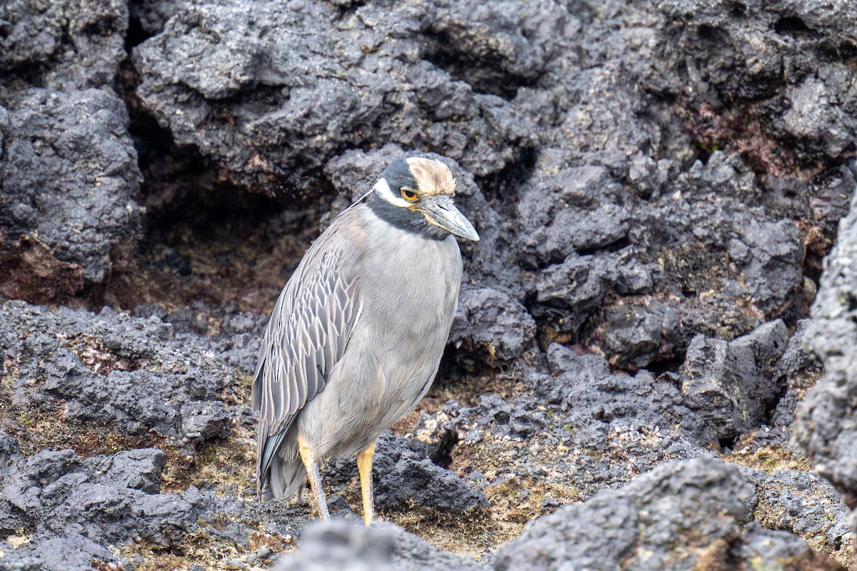 Yellow-crowned Night Heron - ML623933516