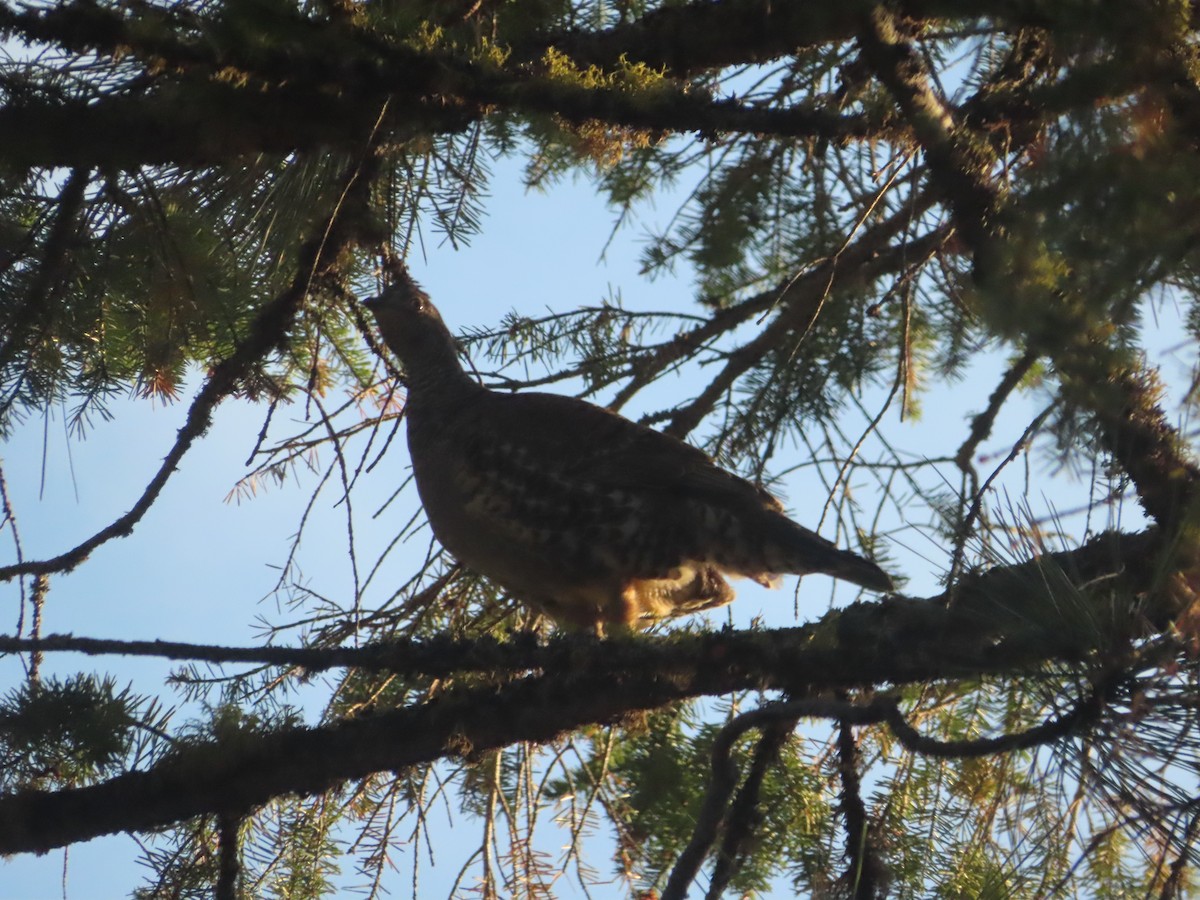 Ruffed Grouse - ML623933518