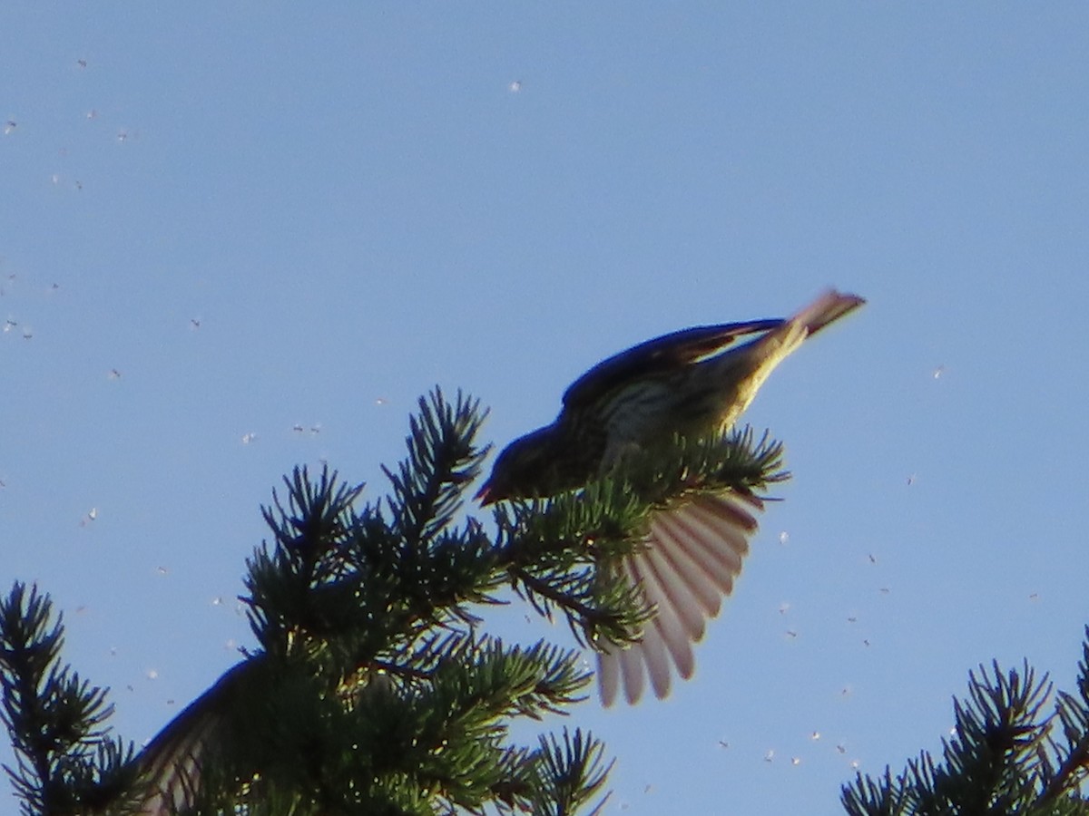 Cassin's Finch - ML623933522