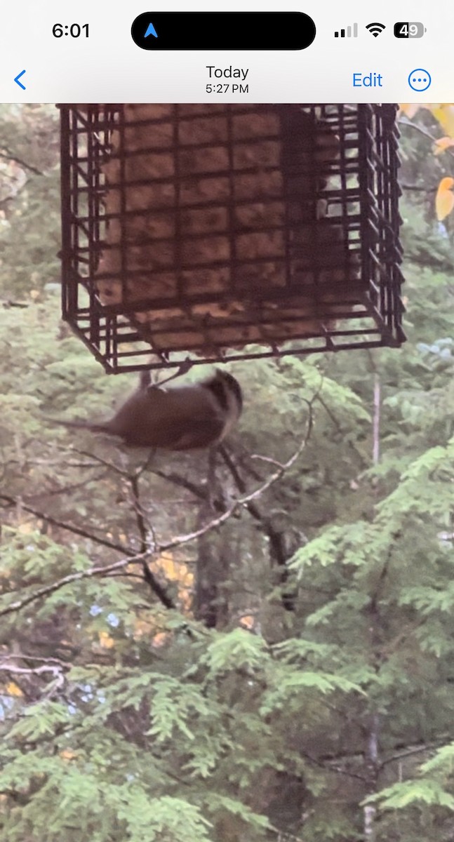 Chestnut-backed Chickadee - ML623933524