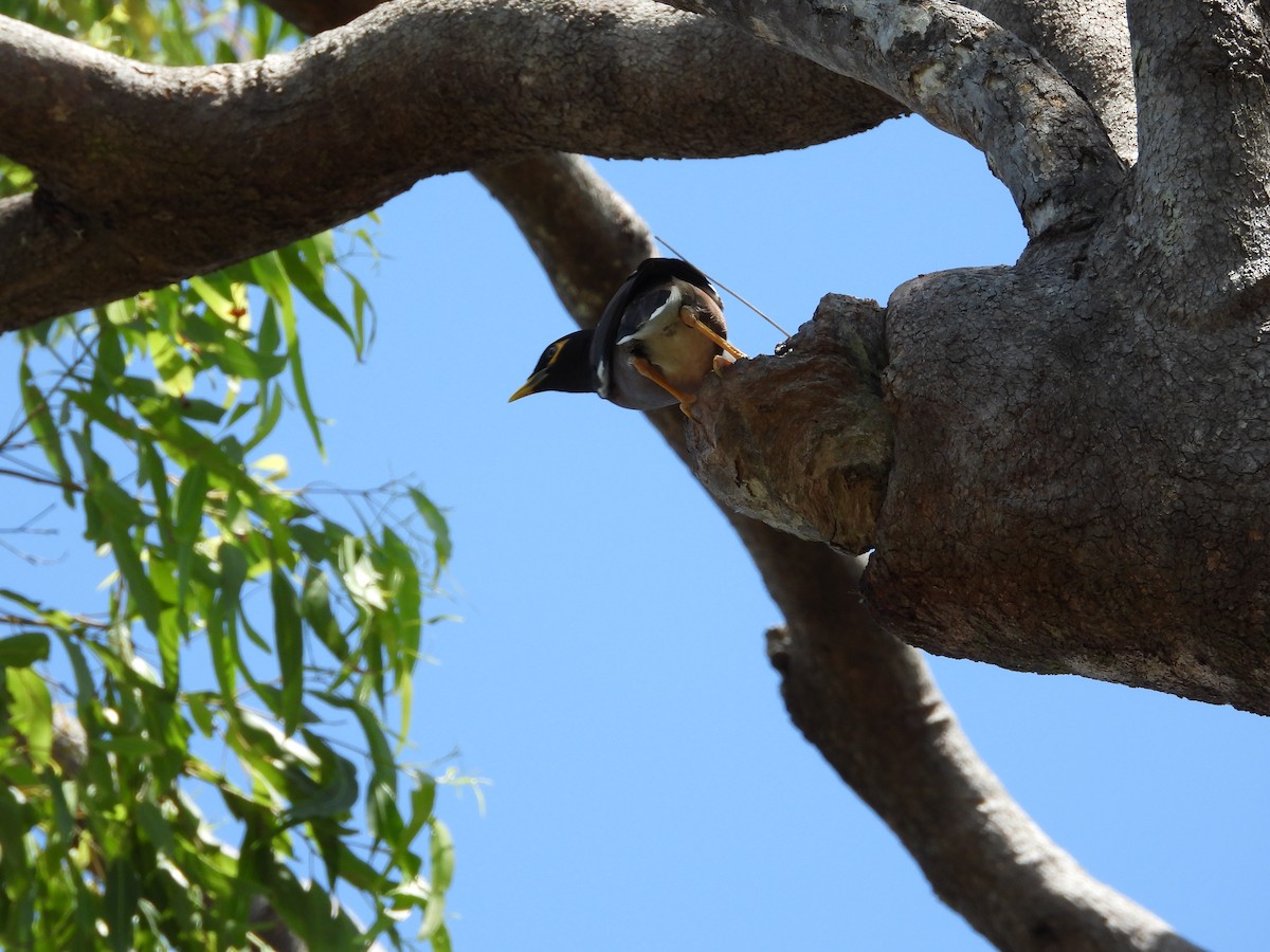 Common Myna - ML623933529