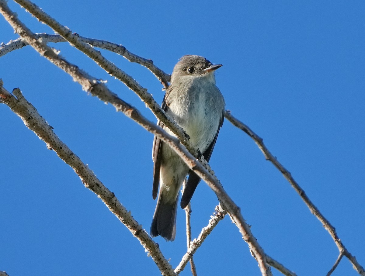 Western Wood-Pewee - ML623933538