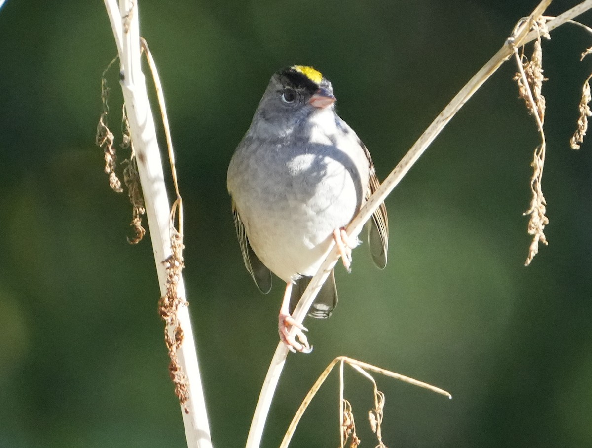 Golden-crowned Sparrow - ML623933552