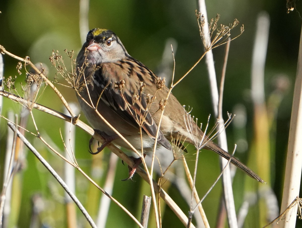 Golden-crowned Sparrow - ML623933554