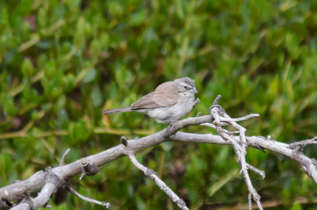 Black-throated Sparrow - ML623933557