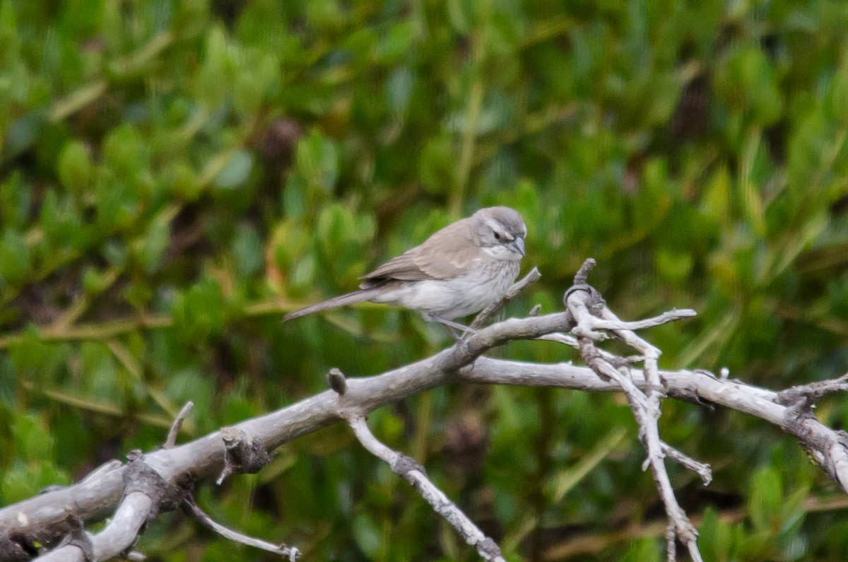 Black-throated Sparrow - ML623933558