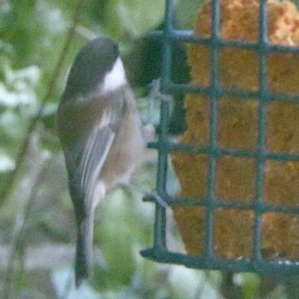 Chestnut-backed Chickadee - ML623933559