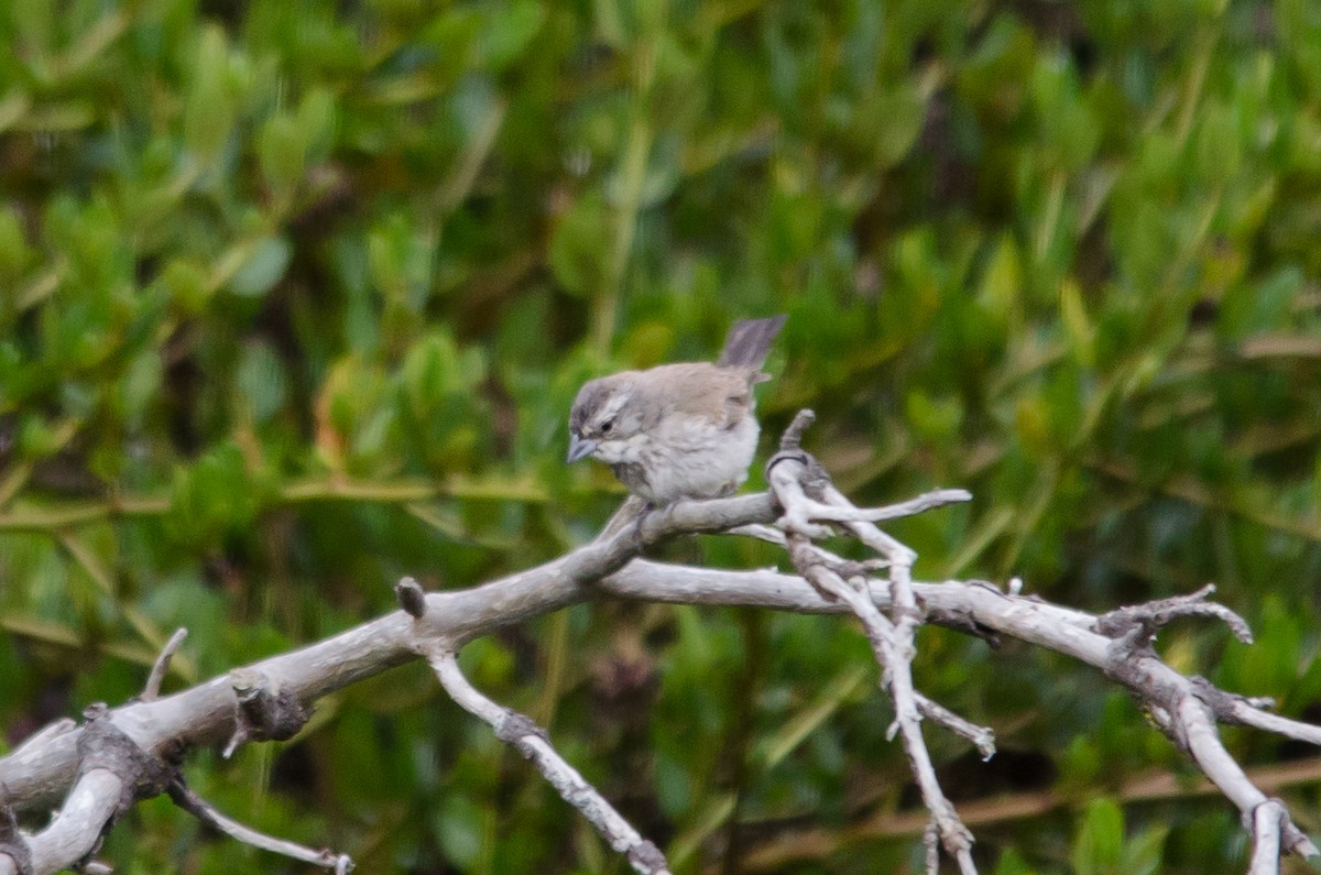 Black-throated Sparrow - ML623933560