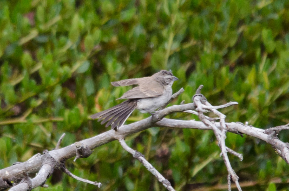 Black-throated Sparrow - ML623933564