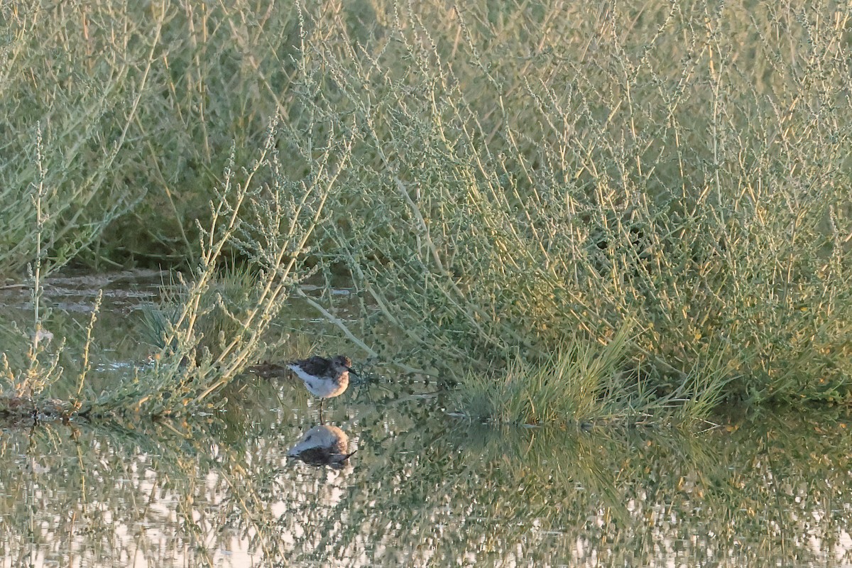 Charadriiformes sp. - ML623933566