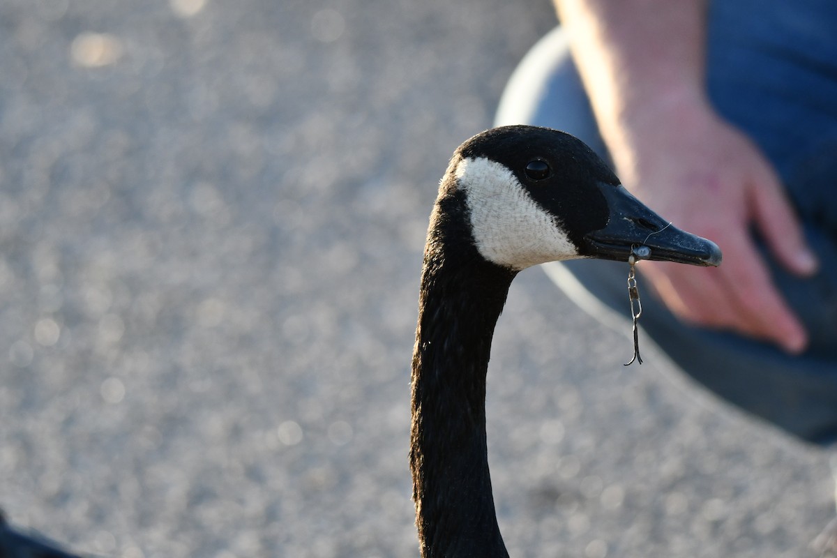 Canada Goose - ML623933569