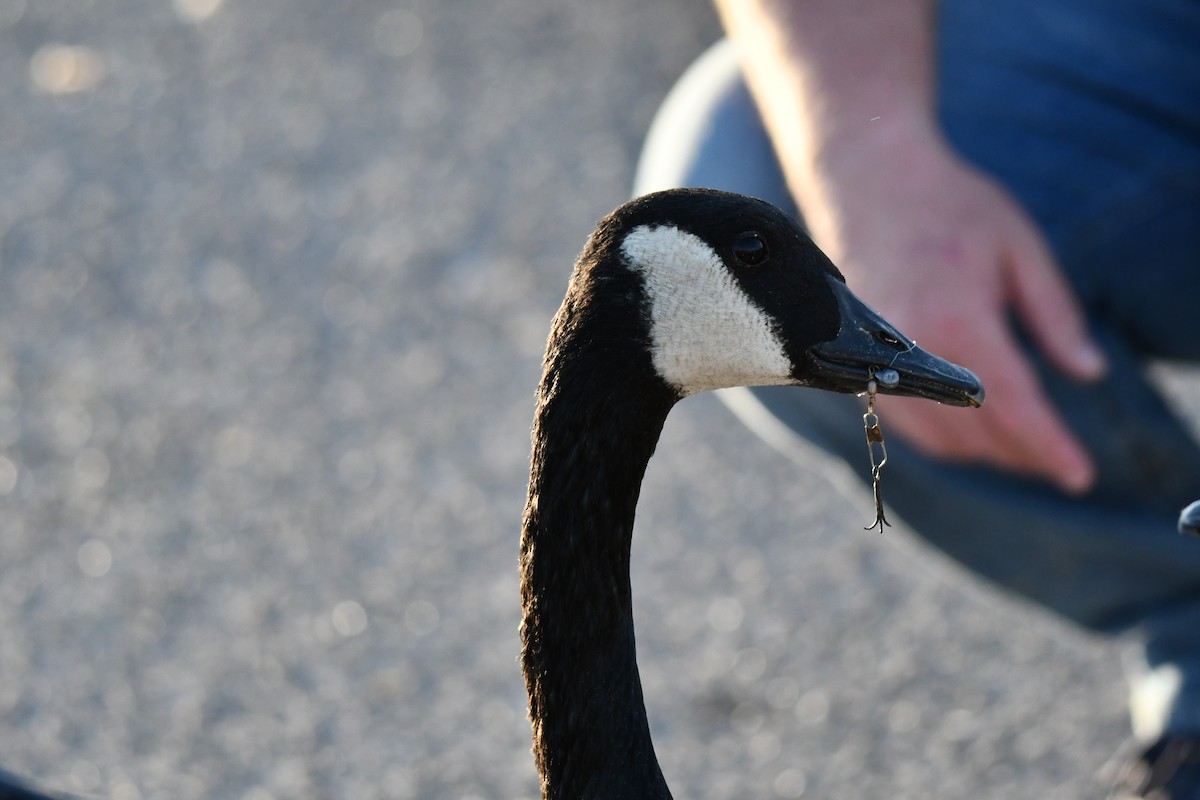 Canada Goose - ML623933570