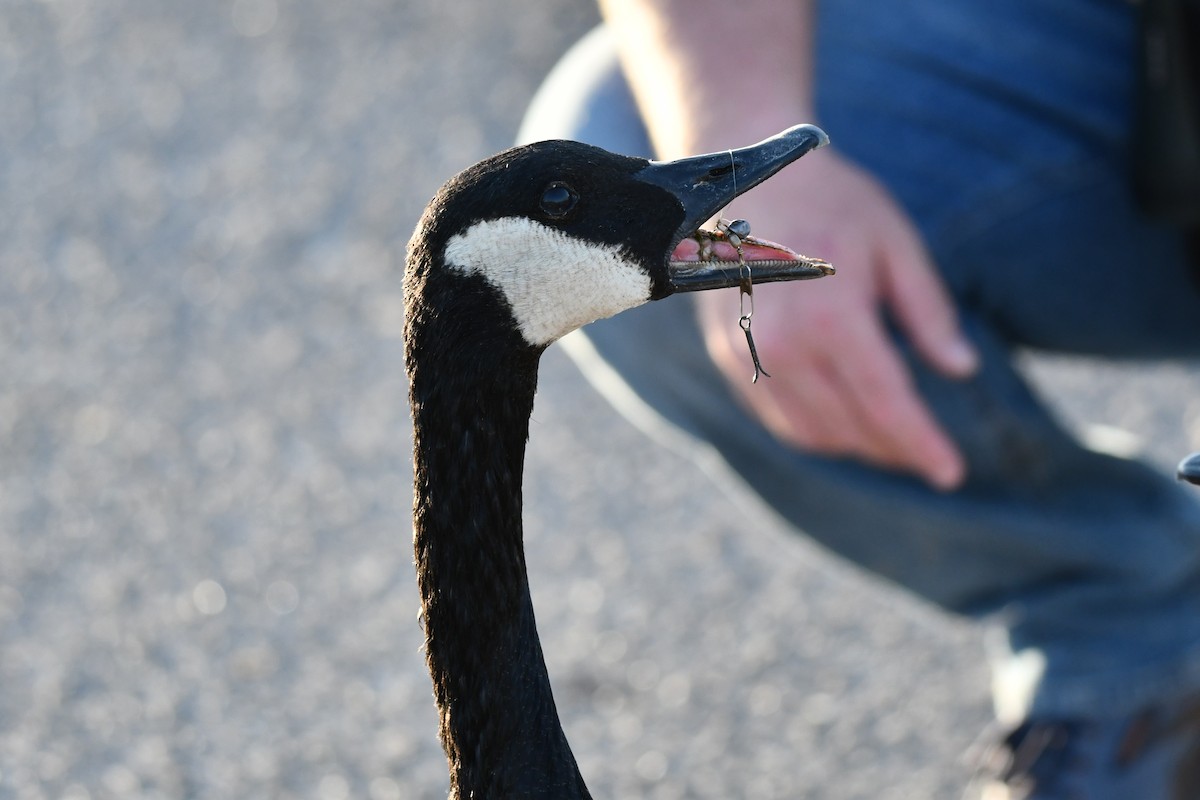 Canada Goose - ML623933571