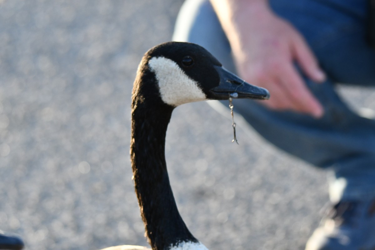 Canada Goose - ML623933572