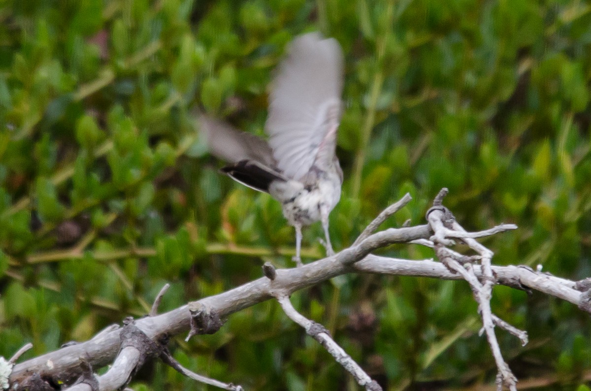 Black-throated Sparrow - ML623933573