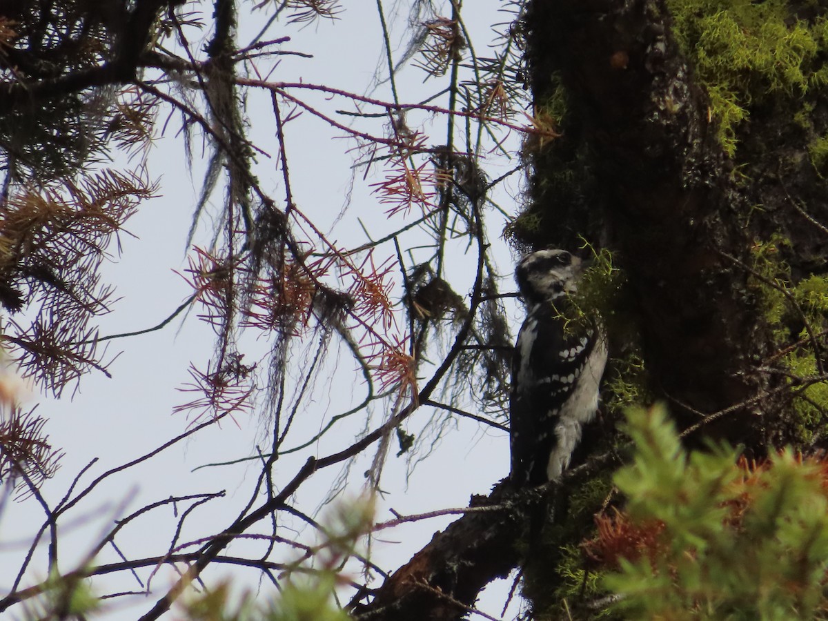 Hairy Woodpecker - ML623933574