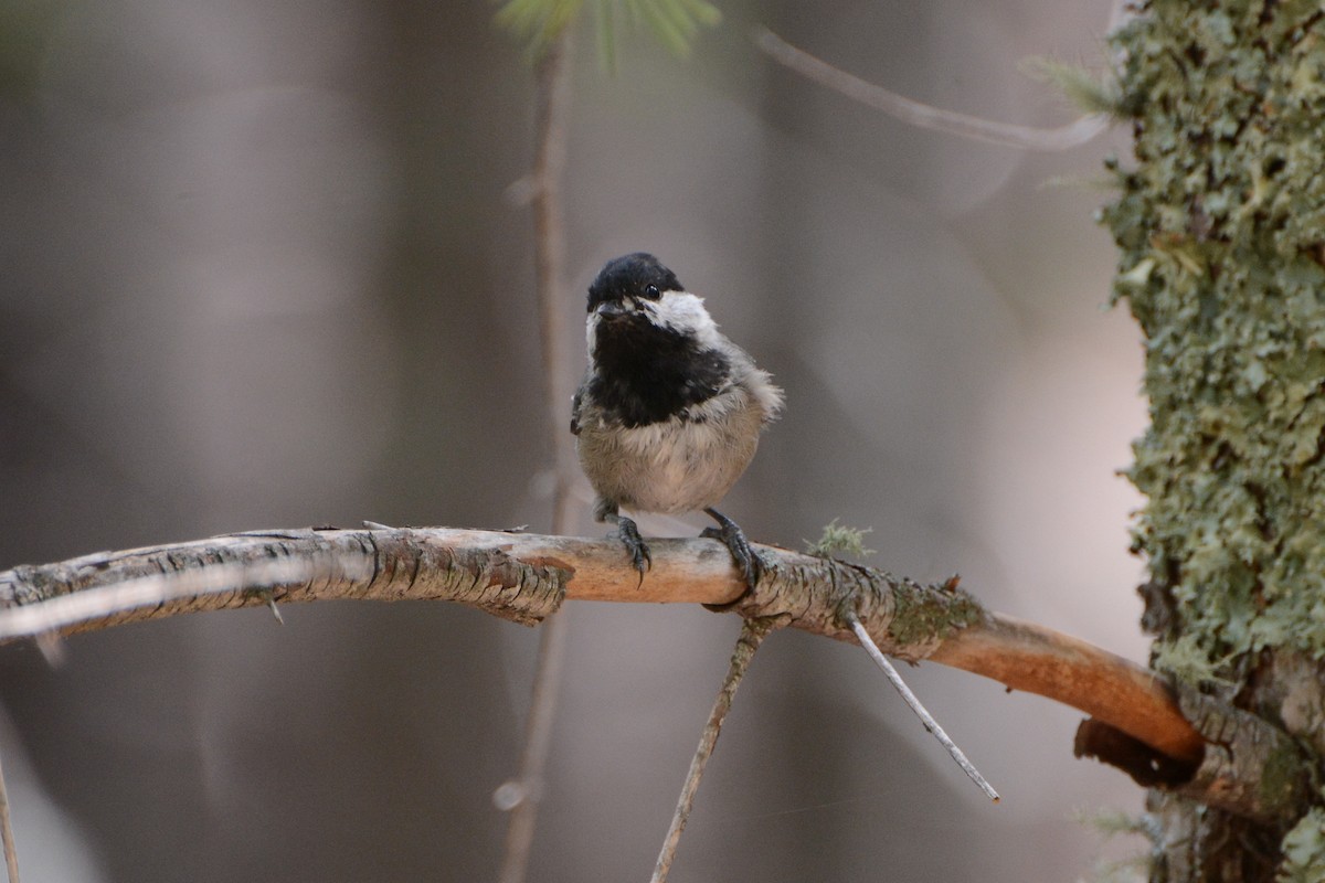 Mexican Chickadee - ML623933581