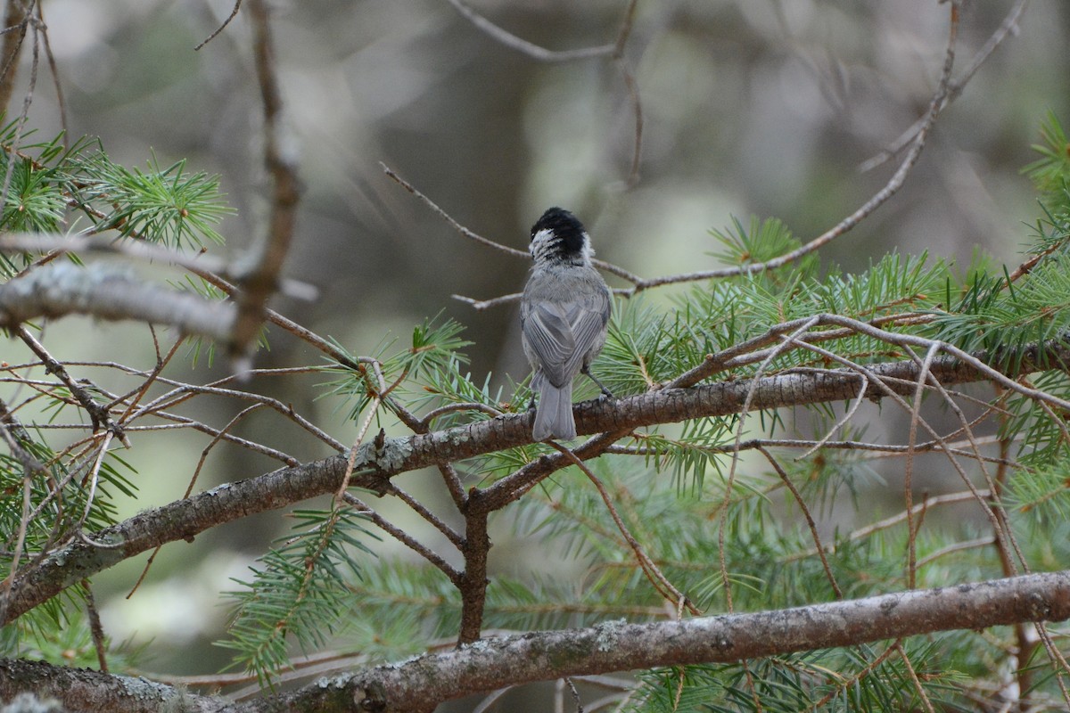 Mexican Chickadee - ML623933582