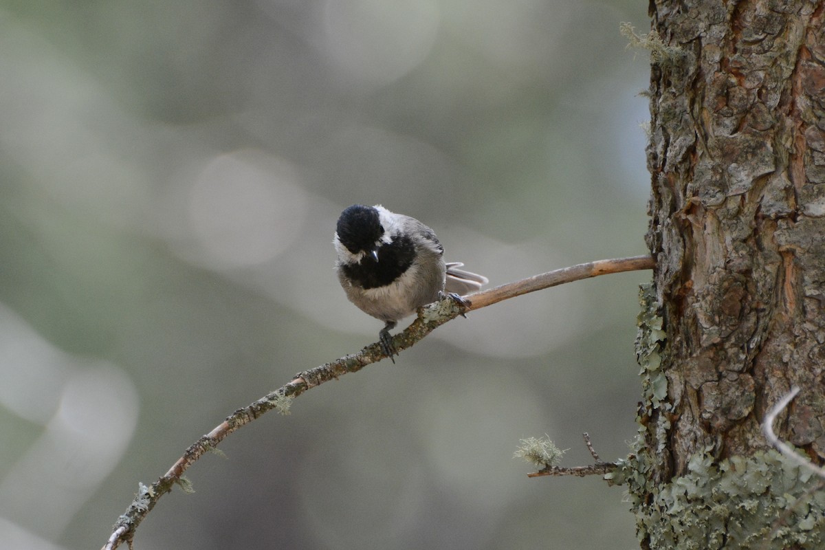 Mexican Chickadee - David Jeffrey Ringer