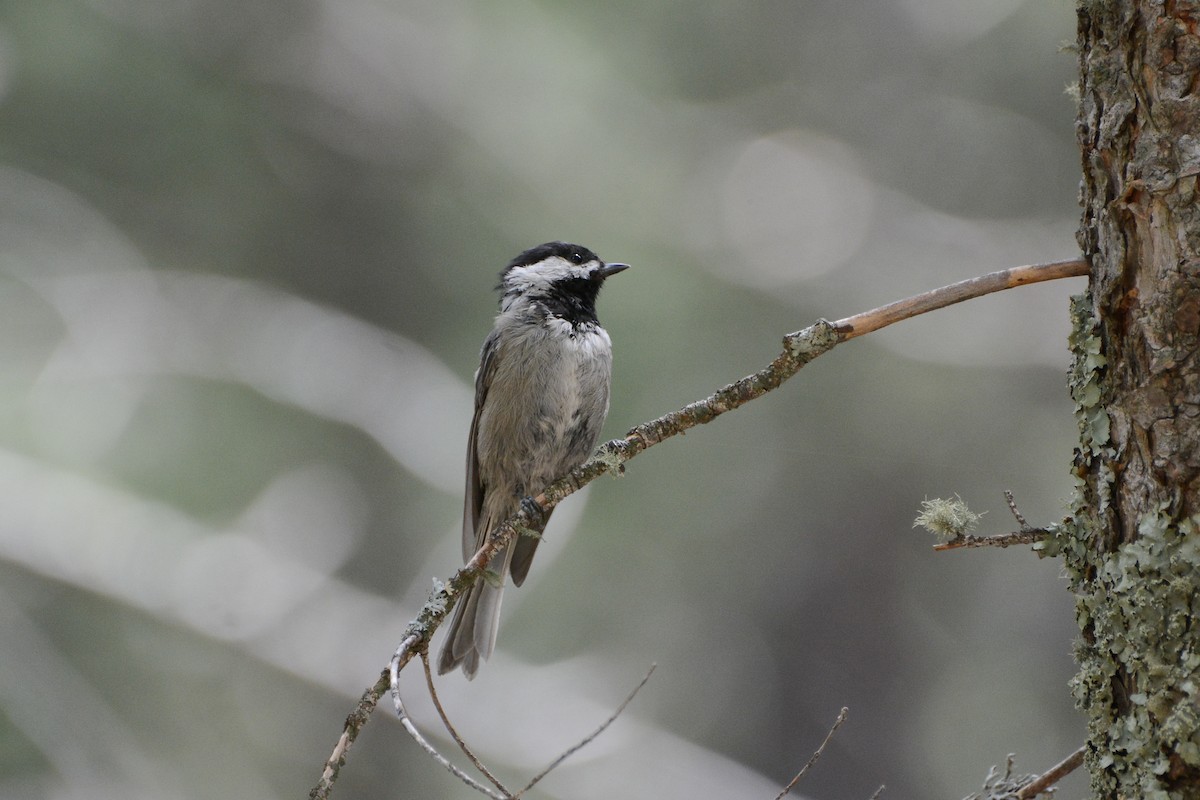 Mexican Chickadee - ML623933584