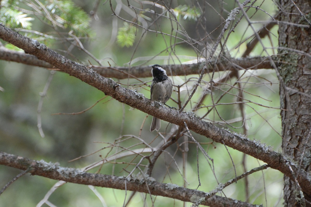 Mexican Chickadee - ML623933585