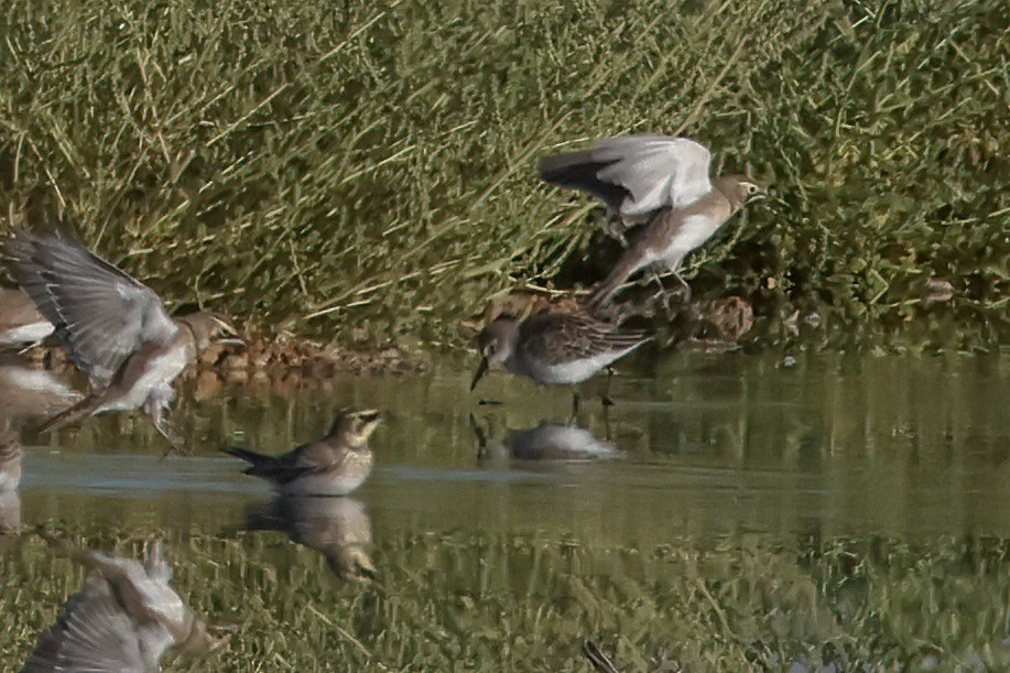 Charadriiformes sp. - ML623933586