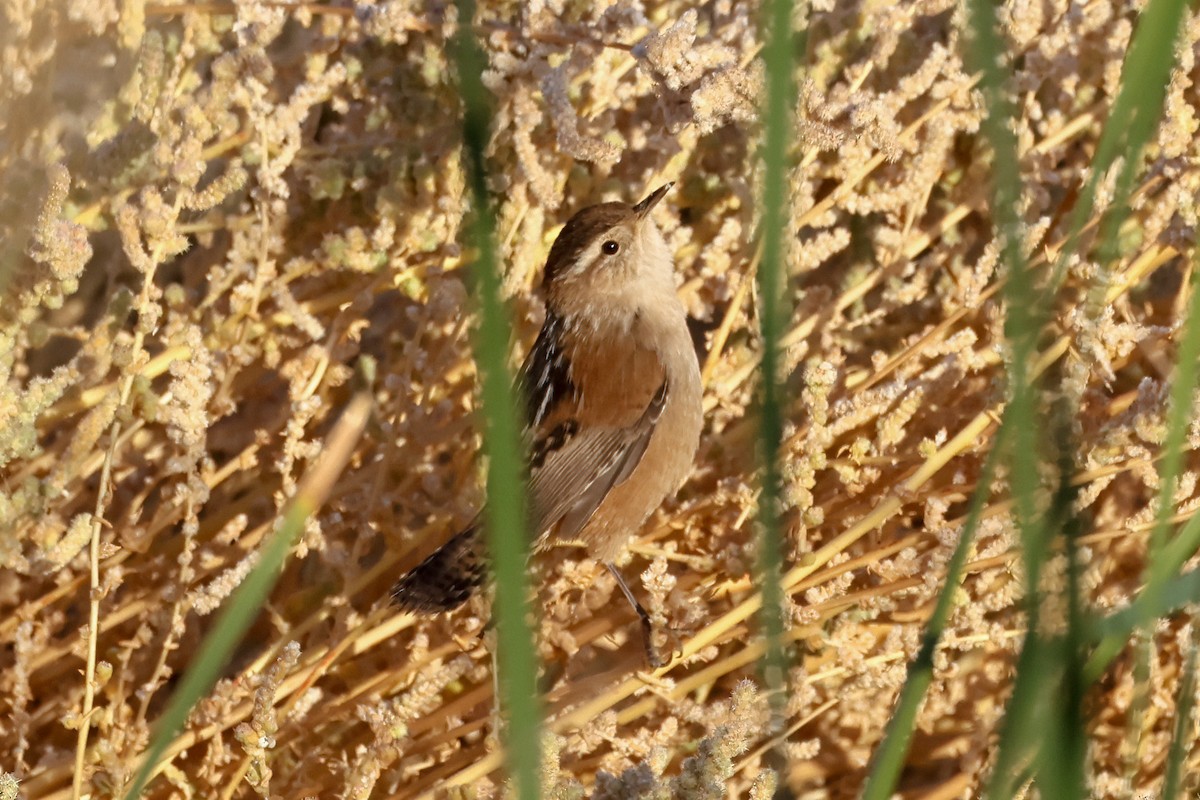 Marsh Wren - ML623933591