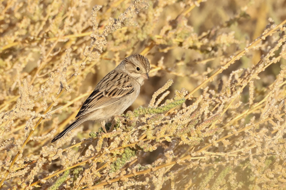 Brewer's Sparrow - Becca Cockrum