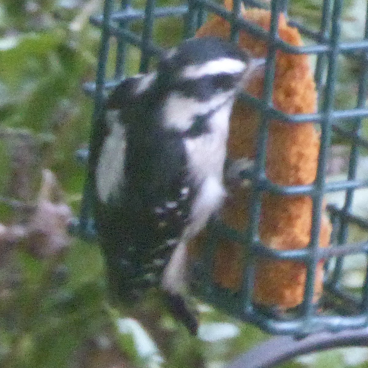 Downy Woodpecker - ML623933595