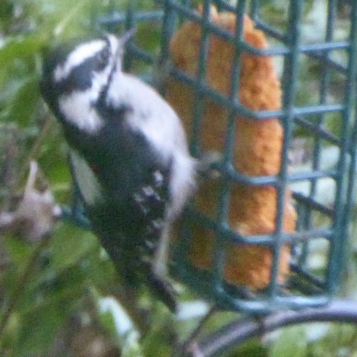 Downy Woodpecker - ML623933596