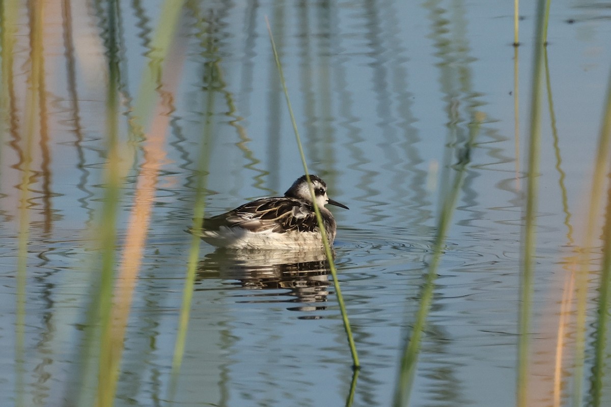 Red-necked Phalarope - ML623933597