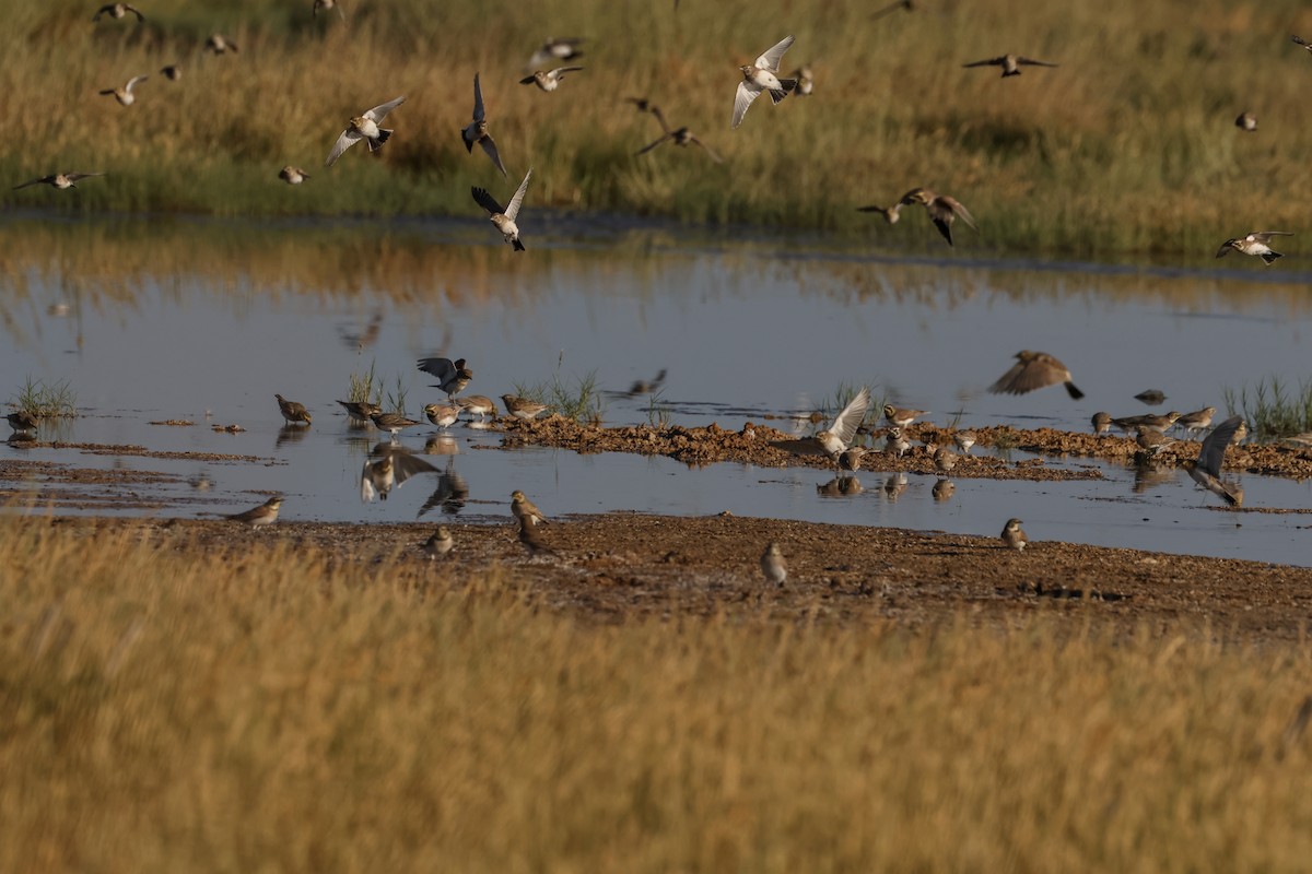 Horned Lark - ML623933607