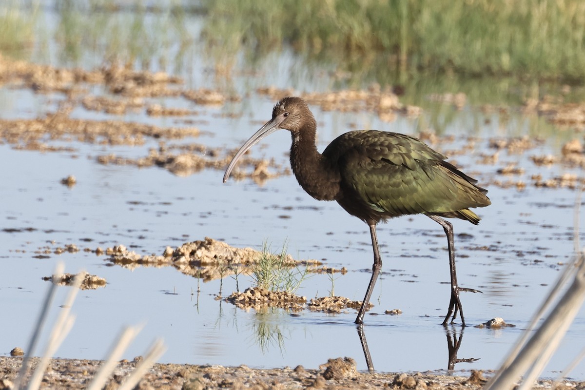 White-faced Ibis - ML623933609