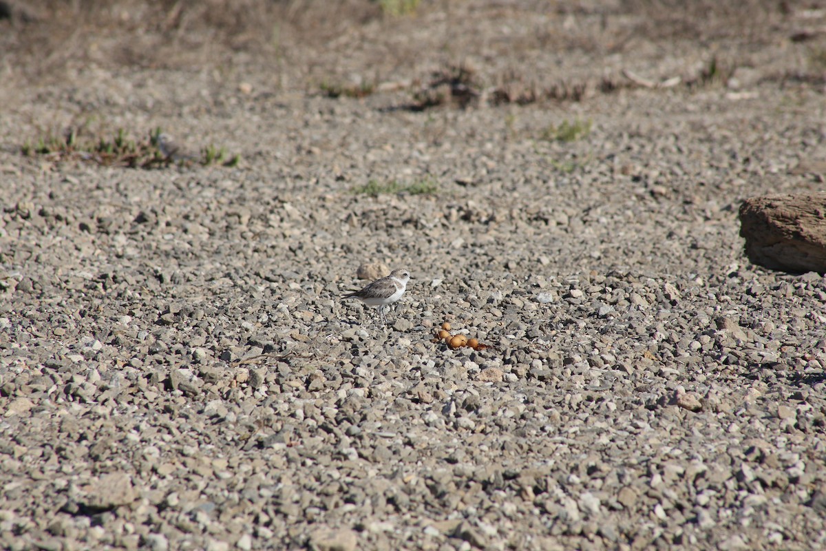 Snowy Plover - ML623933610