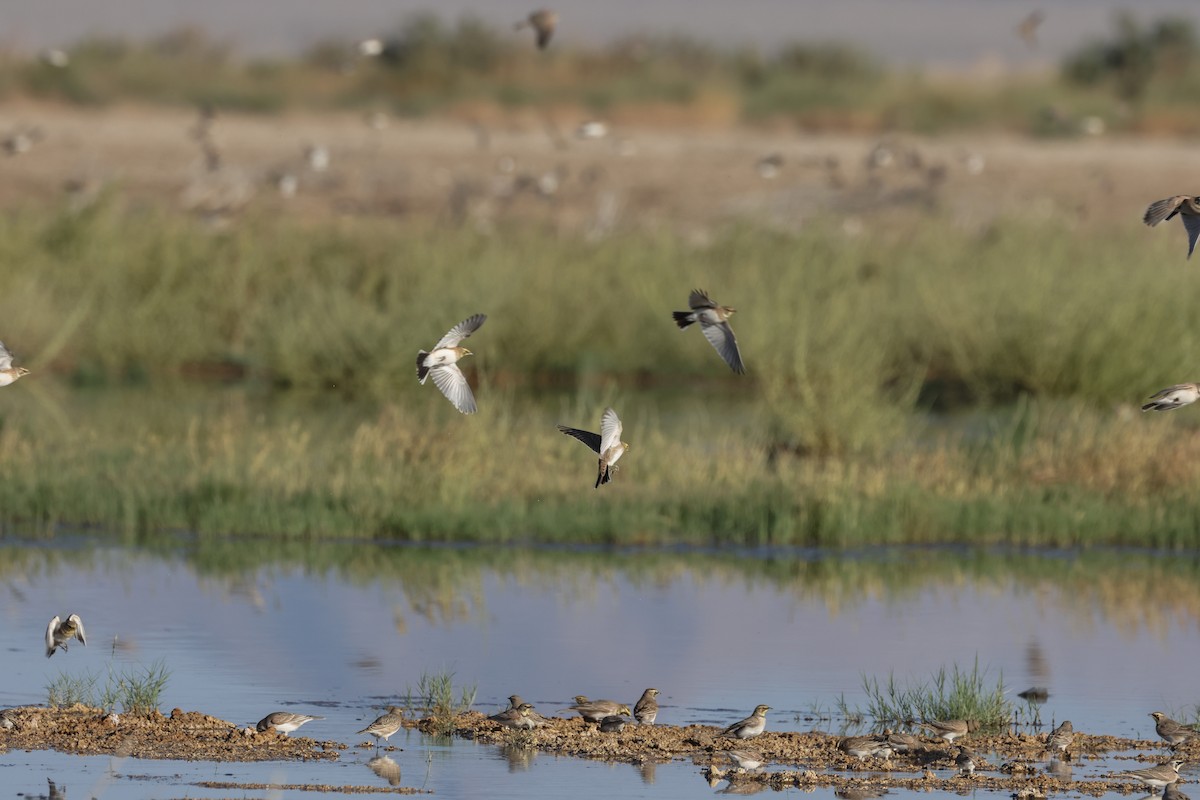 Horned Lark - ML623933612