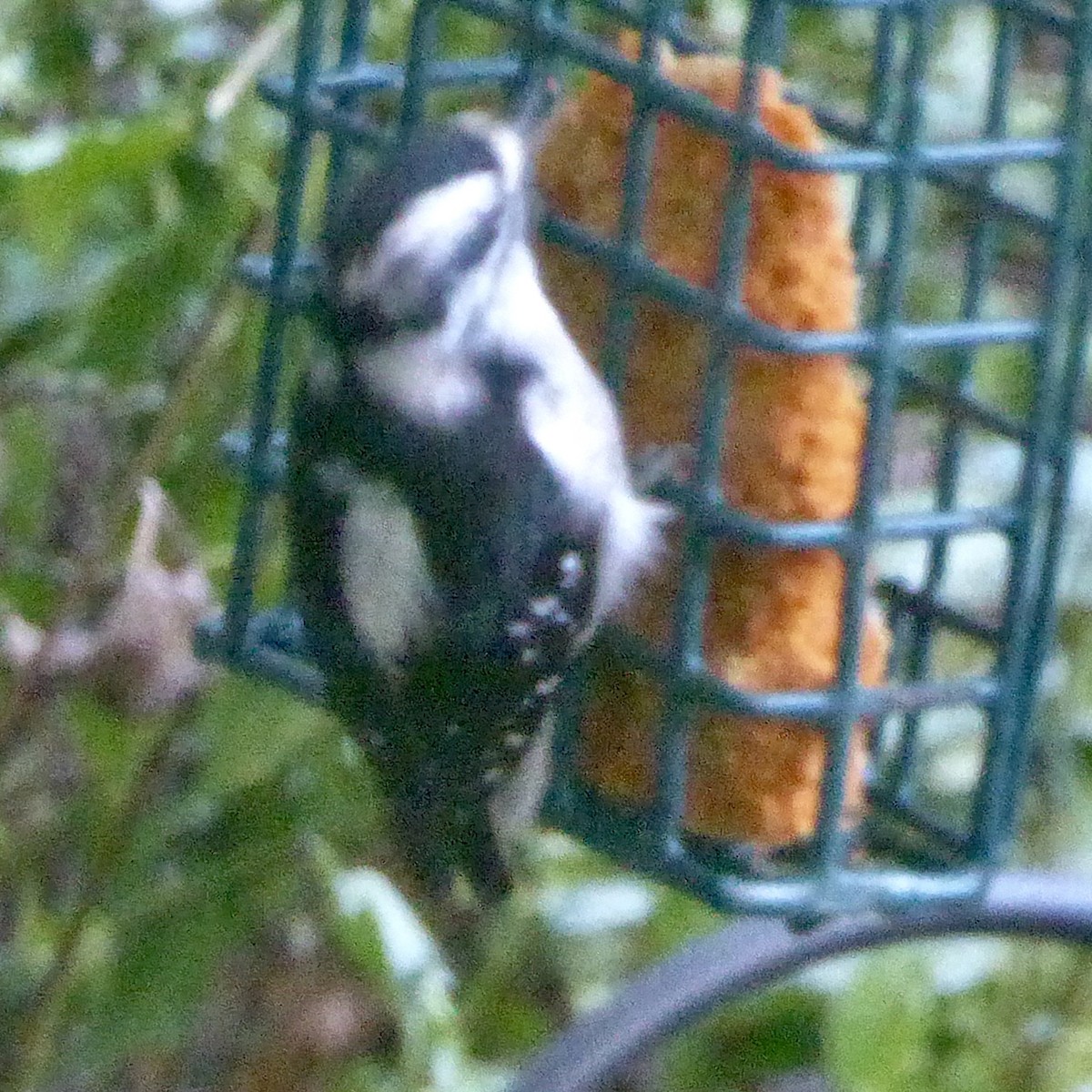 Downy Woodpecker - ML623933629