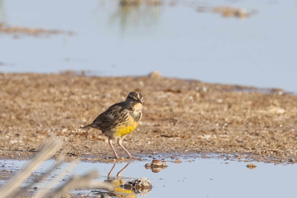 Western Meadowlark - Becca Cockrum