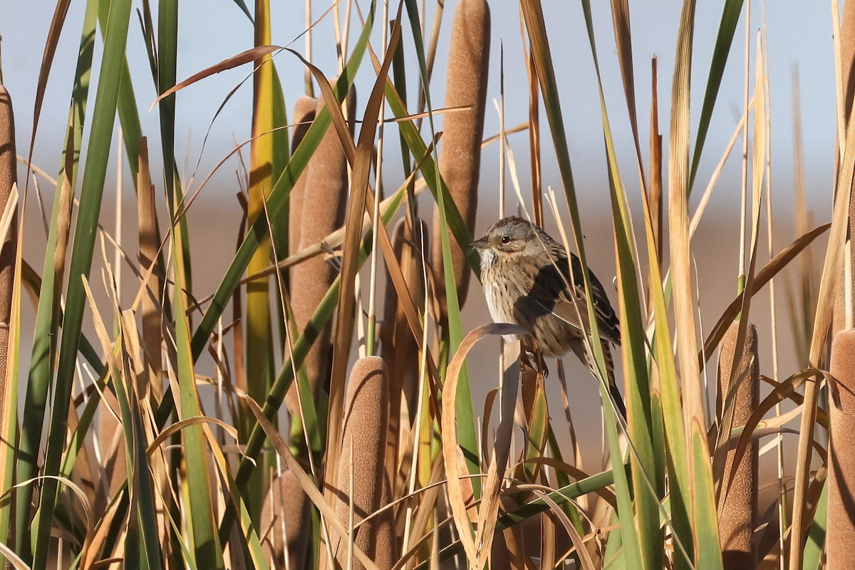 Lincoln's Sparrow - ML623933633