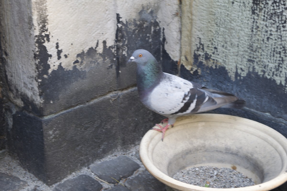 Pigeon biset - ML623933634