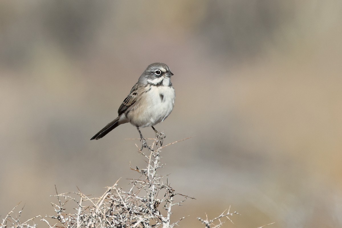 Bell's Sparrow - ML623933639